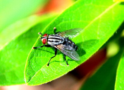 Fly australia wings photo