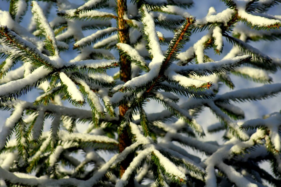 Twigs spruce nature photo