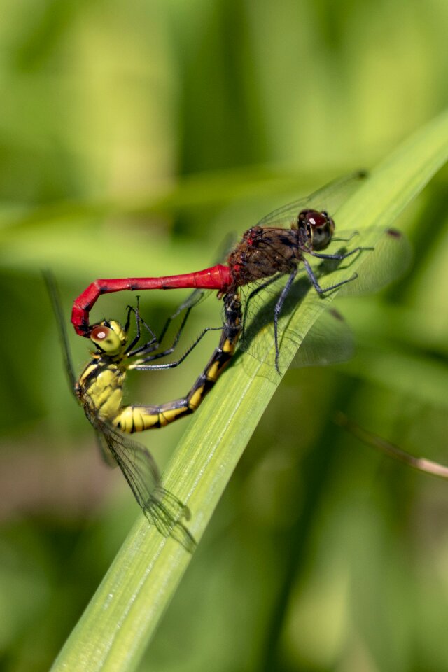 Nature wing close