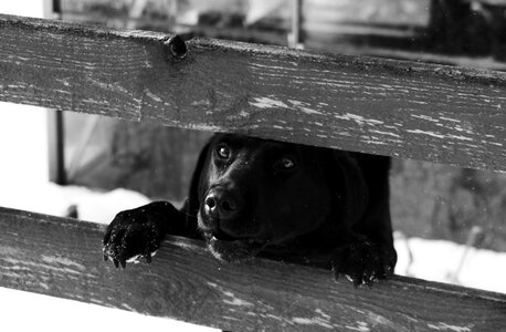 Pets dogs outdoor