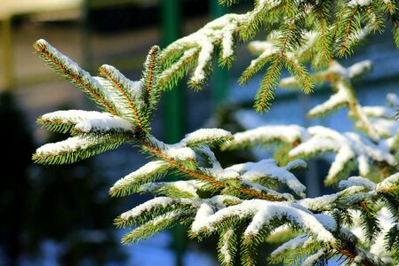 Winter spruce sprig photo