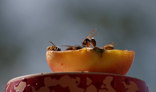 Food insect close up