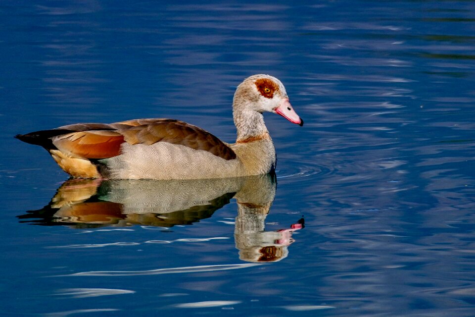 Water bird swim waterfowl