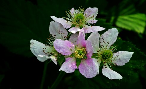 Macro garden bush