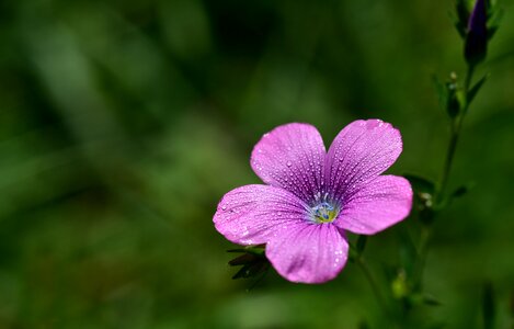 Small nature macro photo