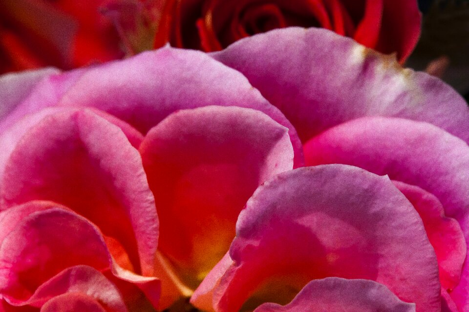 Flora blossom bloom