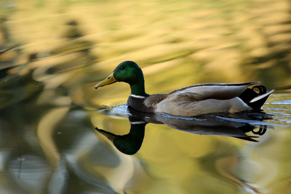Duck pond mirroring