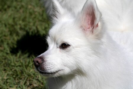Canine companion pet dogs park photo
