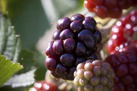 Red black fruit