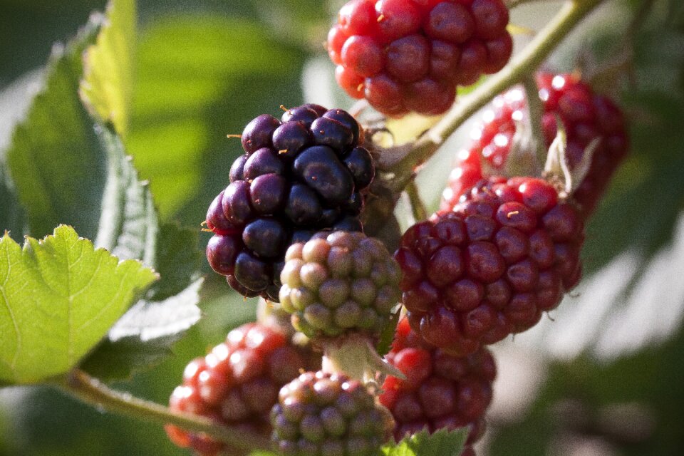 Red black fruit