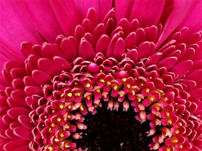 Color closeup petal photo