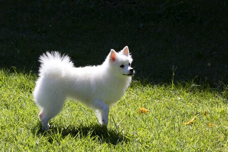 Canine companion pet dogs park photo