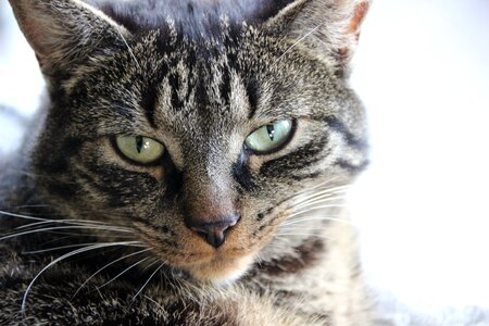 European shorthair cat cat portrait photo
