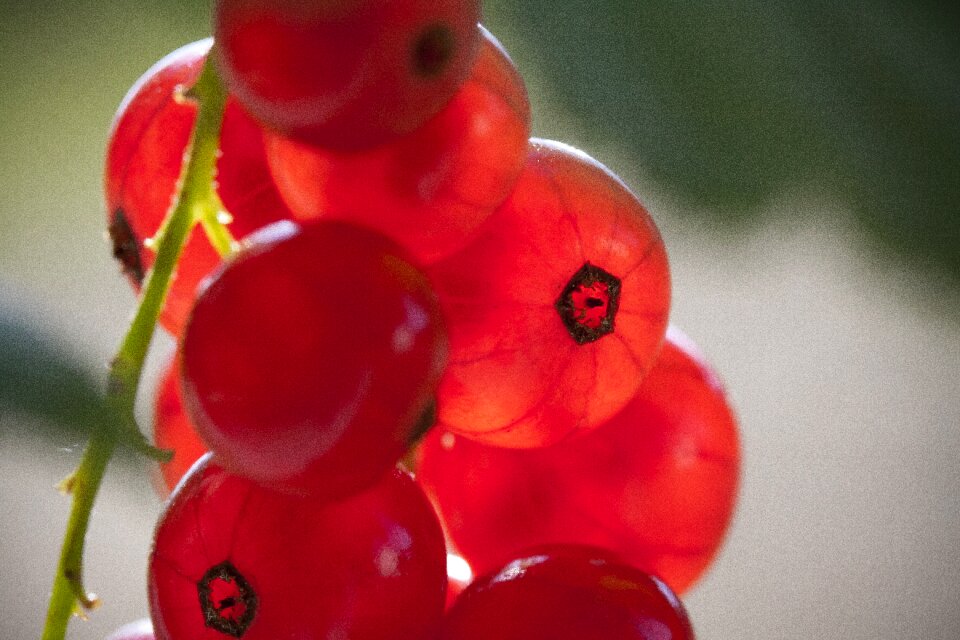 Fruit healthy fresh