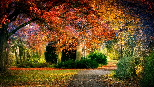 Nature tree golden october
