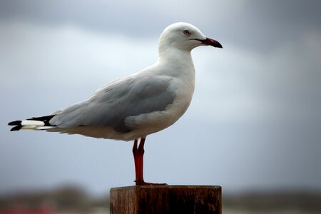 Laridae gull tern