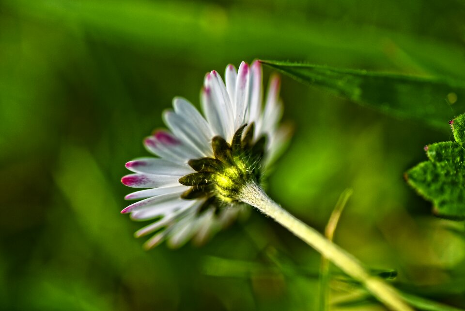Plant bellis perennis wild flower
