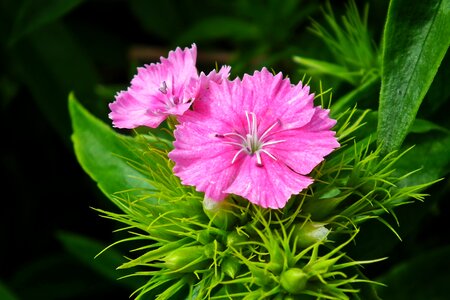 Garden macro spring photo