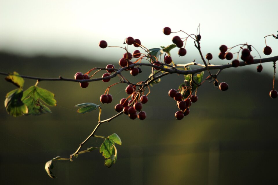 Ripe delicious autumn