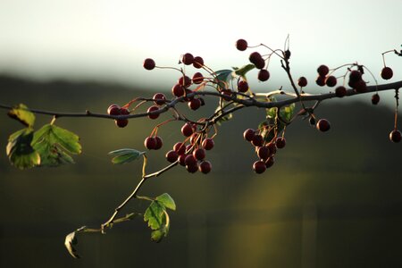 Ripe delicious autumn