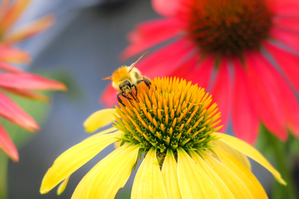 Echinacea pollination nectar