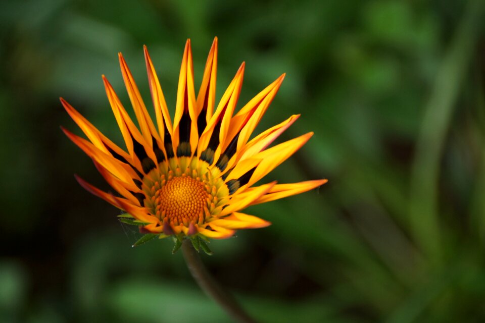 Flower floral sunshine
