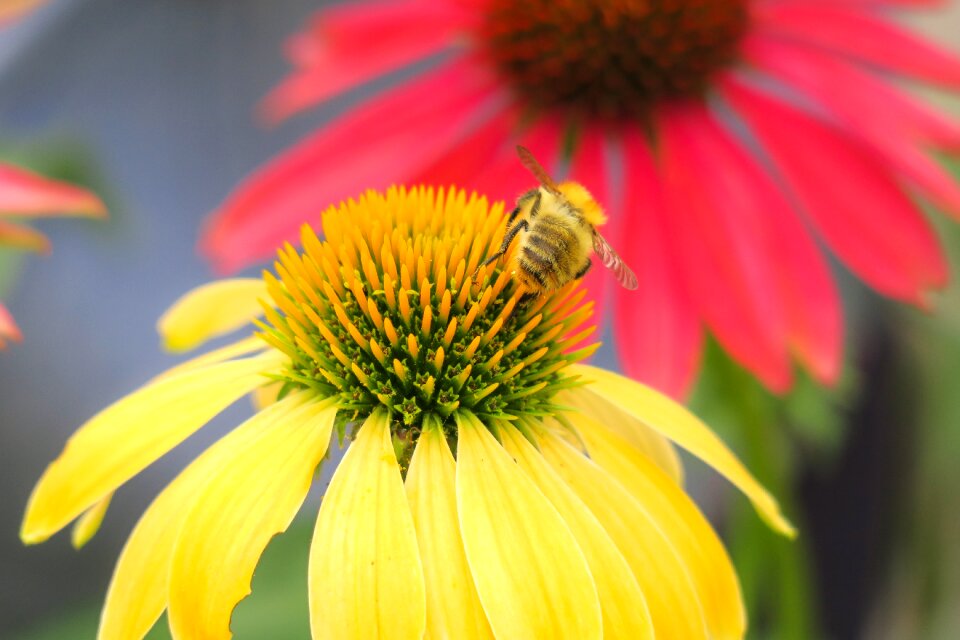 Echinacea pollination nectar