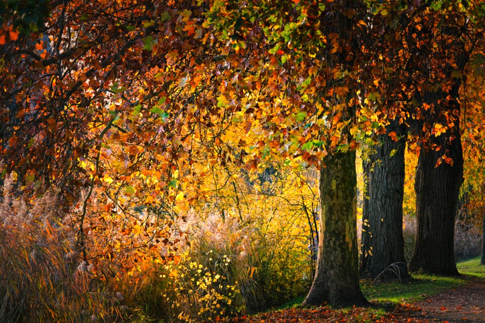 Sycamore nature tree