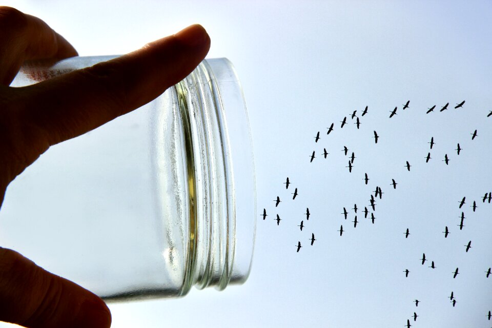Flight fantasy birds