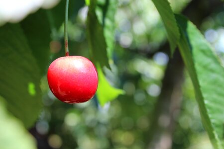 Delicious sweet cherry fruits