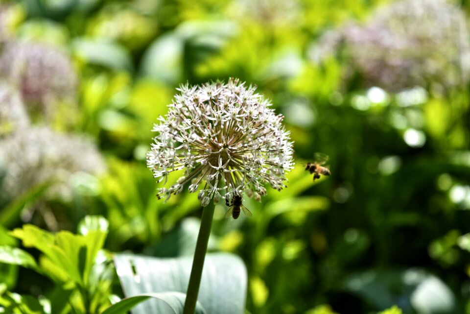 Blossom onion cultivated