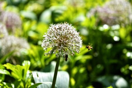Blossom onion cultivated