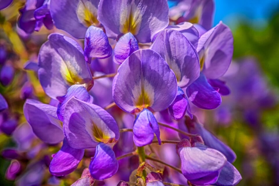 Nature plant garden