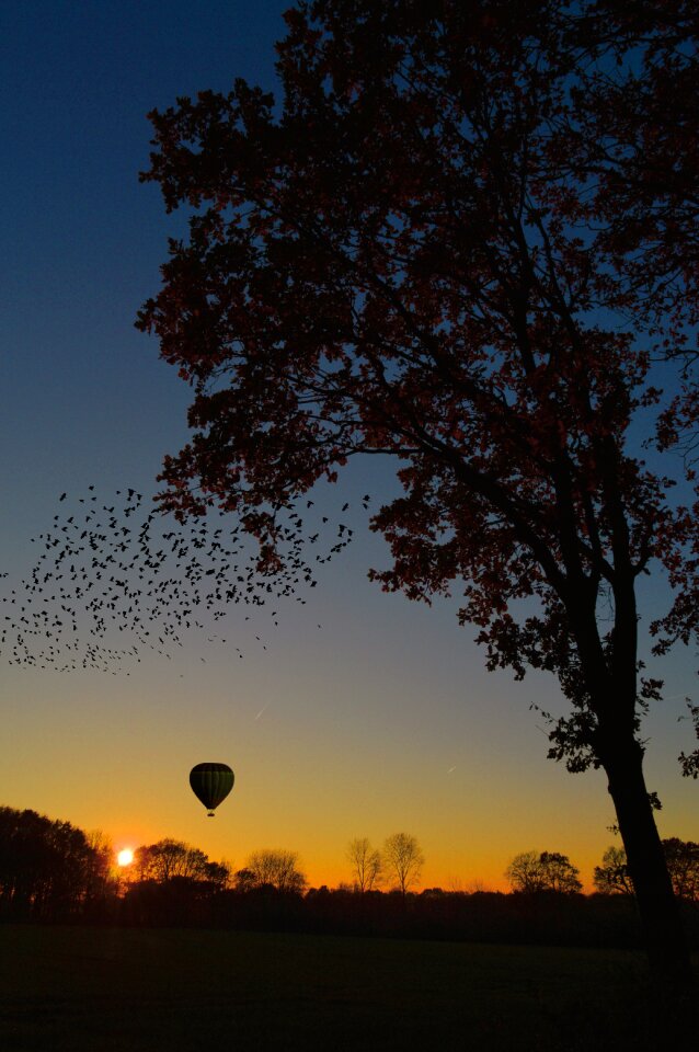 Dusk flock of birds hot air balloon