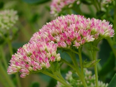 Thick sheet greenhouse autumn perennial bee plant