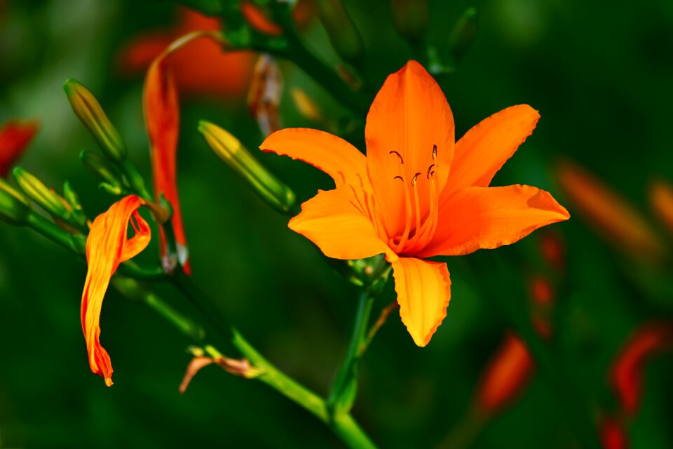 Blooms orange fragrance flower