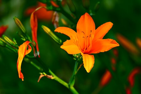 Blooms orange fragrance flower photo