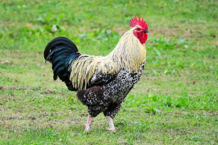 Handsome bird poultry