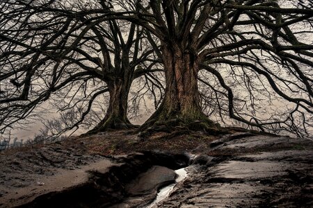 Haze mood woods