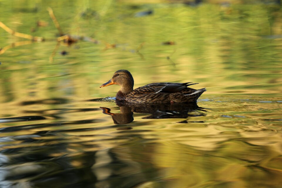 Duck pond reflection