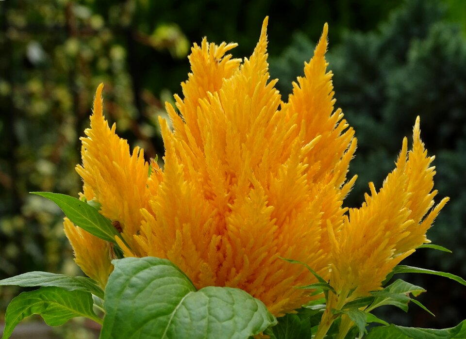 Foxtail plant plumosa yellow