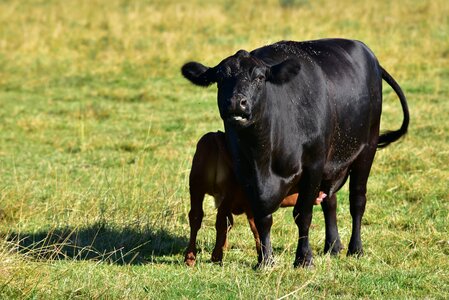 Pasture meadow black