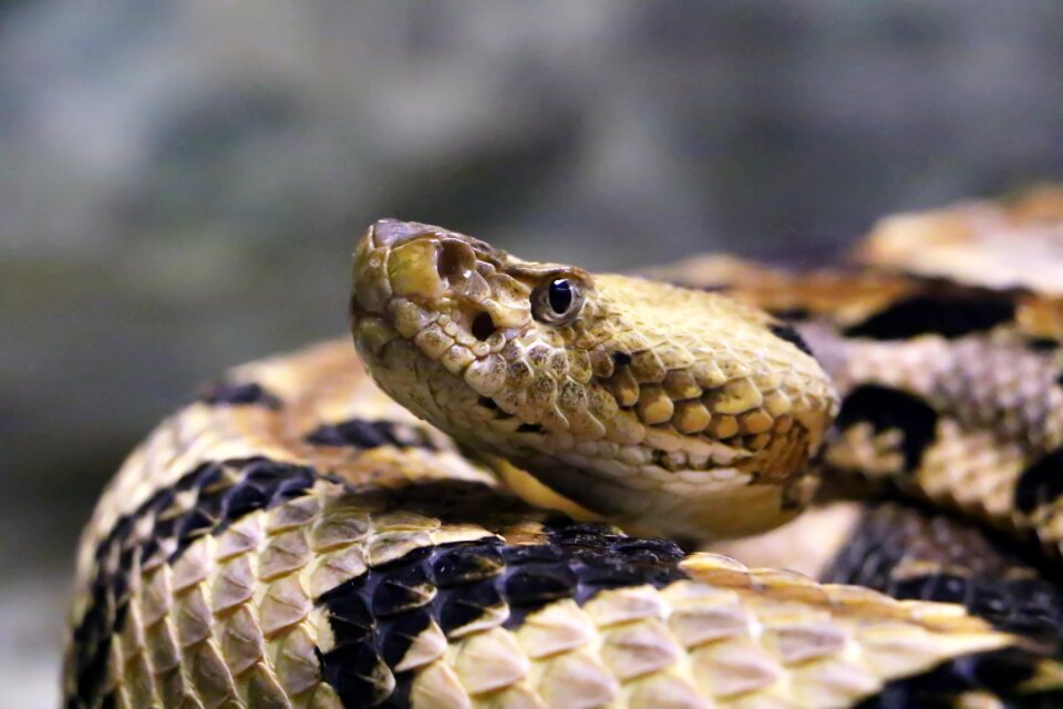 Nature animal venomous