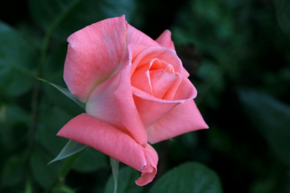 Rose garden nature spring