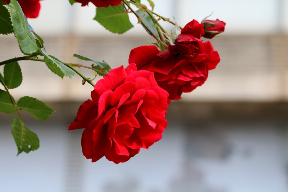 Rose garden nature spring