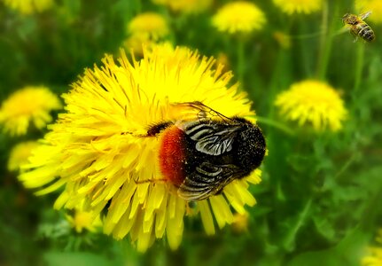 Sun bumblebee bee