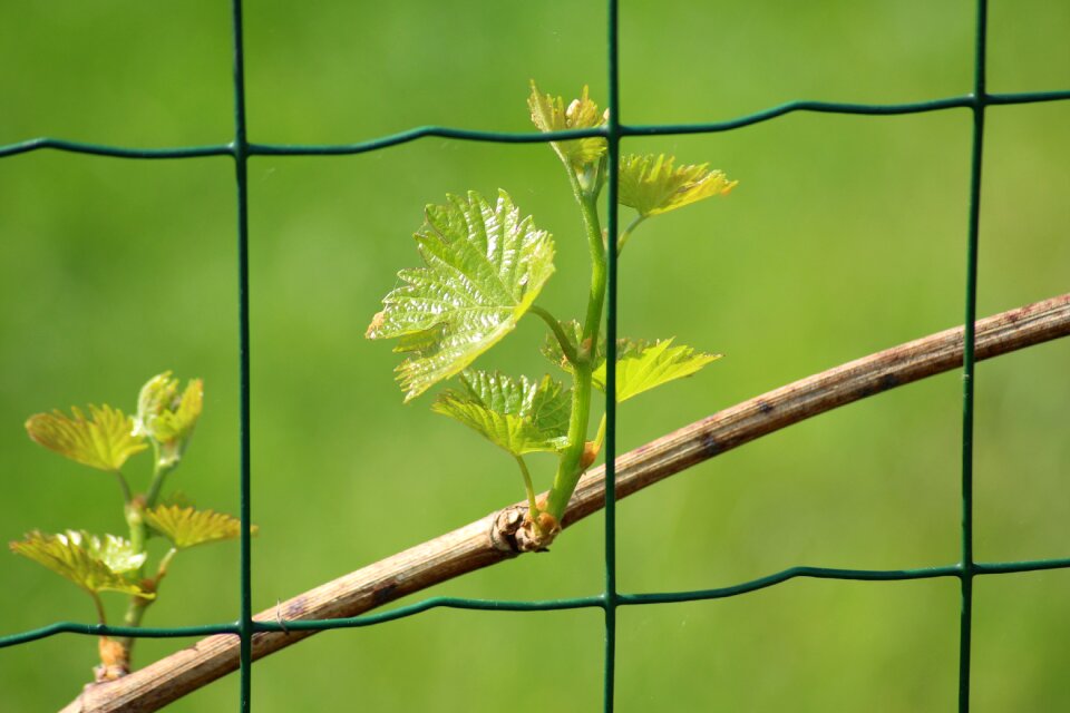 Leaf plant nature