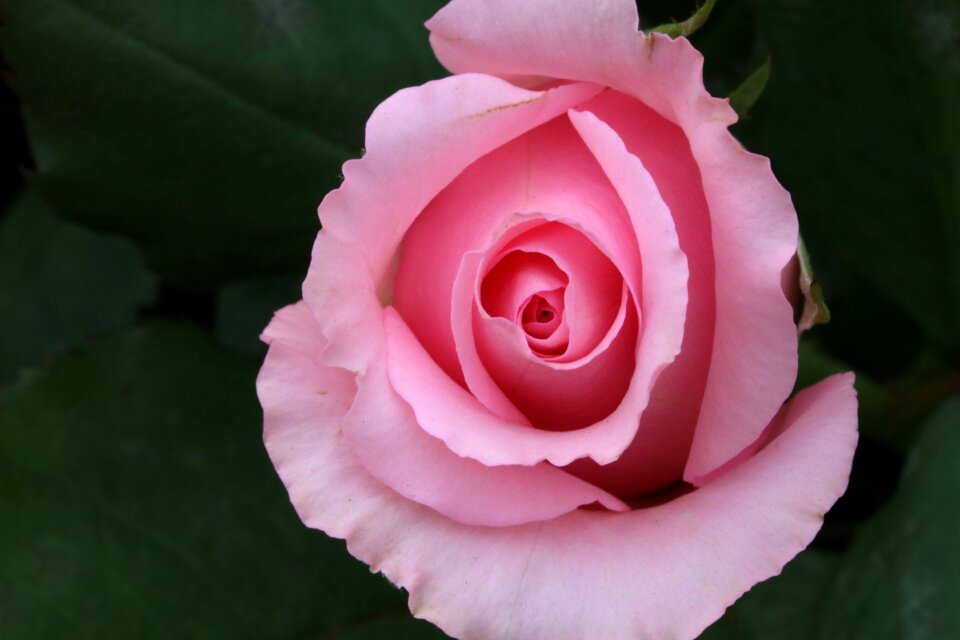 Rose garden nature spring