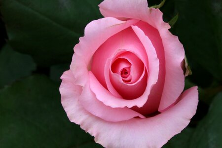 Rose garden nature spring
