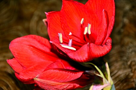 Bloom petals stamens